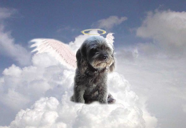 Incineracion de mascotas en Metepec